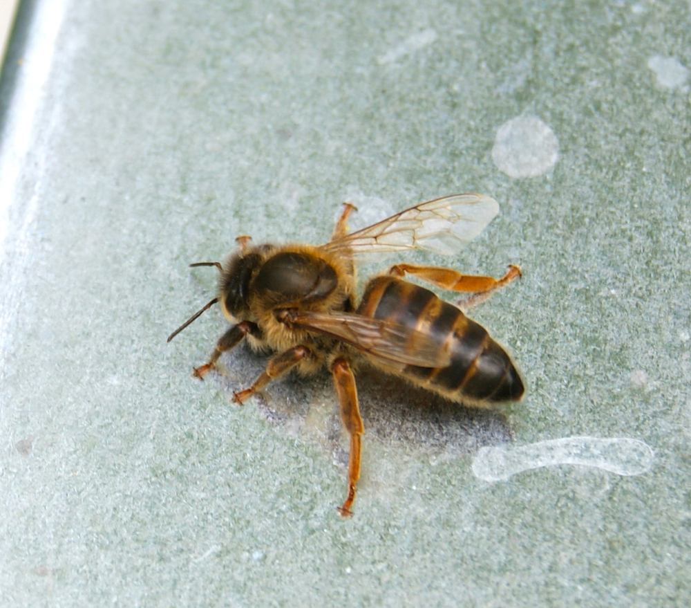 New queen bee